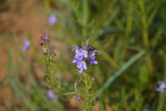 Rotheca