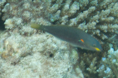 Stethojulis bandanensis