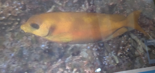 Siganus corallinus