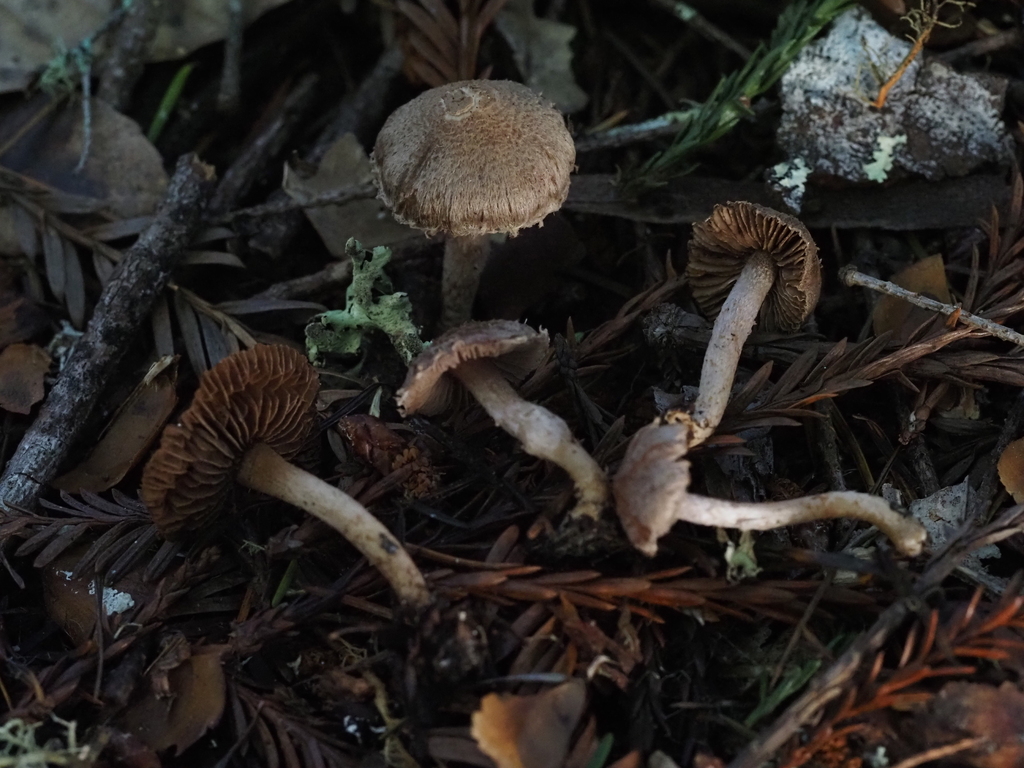 Inocybe sp. 'PNW17'