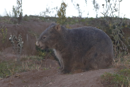 Bare-nosed Wombat, photo 7 of 10