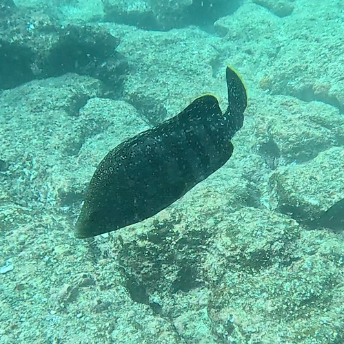 Leather bass (Dermatolepis dermatolepis) — Serranidae