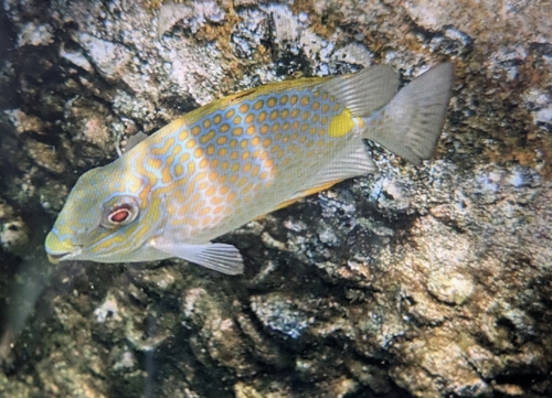 Siganus guttatus