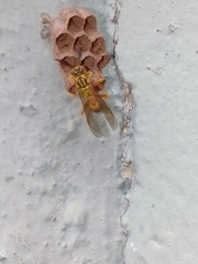 Mischocyttarus cerberus