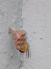 Mischocyttarus cerberus