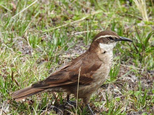 Stout-billed Cinclodes (Cinclodes excelsior), photo 6