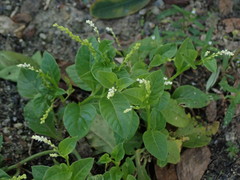 Microtea debilis
