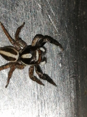 Leptofreya