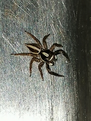 Leptofreya