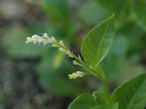 Weak jumby pepper (Microtea debilis)
