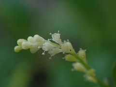 Microtea debilis