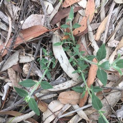 Opercularia hispida