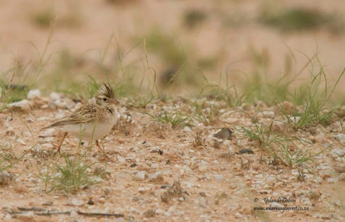 iNaturalist image