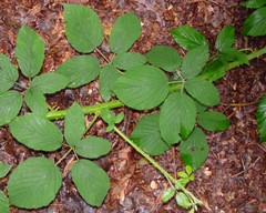 Rubus criniger