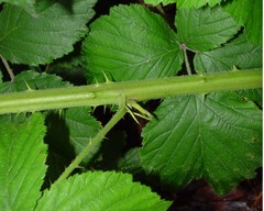 Rubus criniger