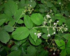 Rubus criniger