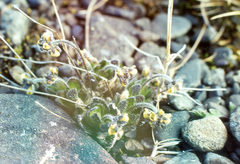 Draba pauciflora