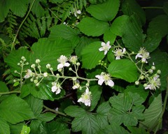 Rubus criniger