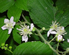 Rubus criniger