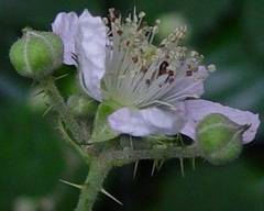Rubus criniger