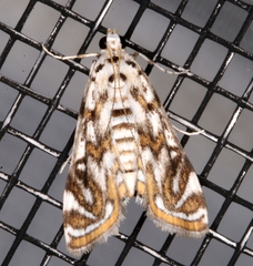 Parapoynx polydectalis