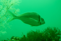 Nemadactylus macropterus