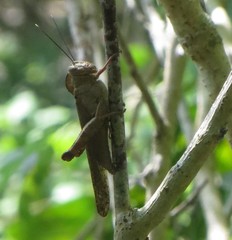 Abisares viridipennis