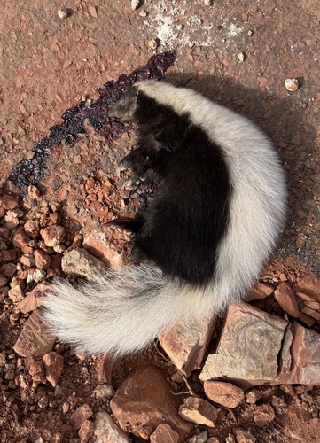 American Hog-nosed Skunk observed by rcdowler