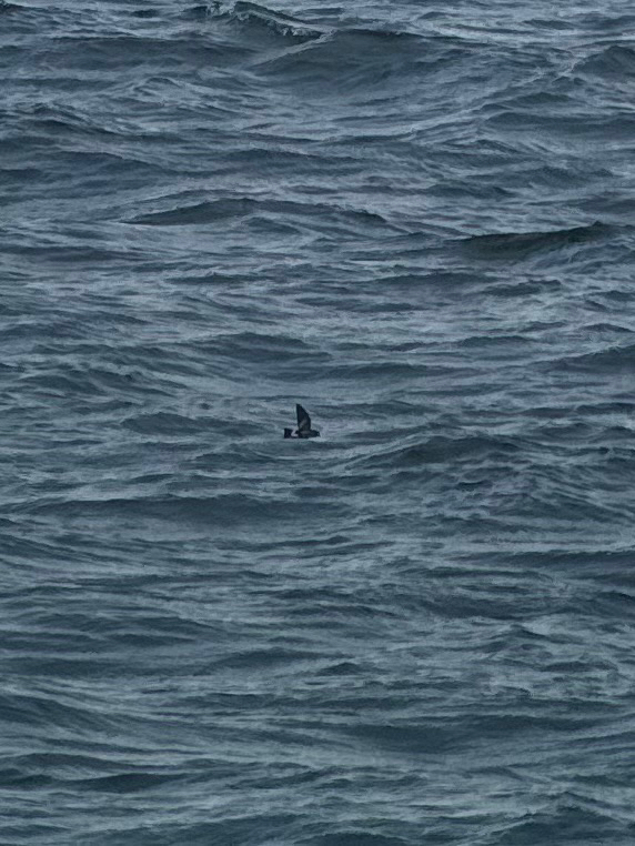 Wilson's Storm Petrel (Oceanites oceanicus), photo 9