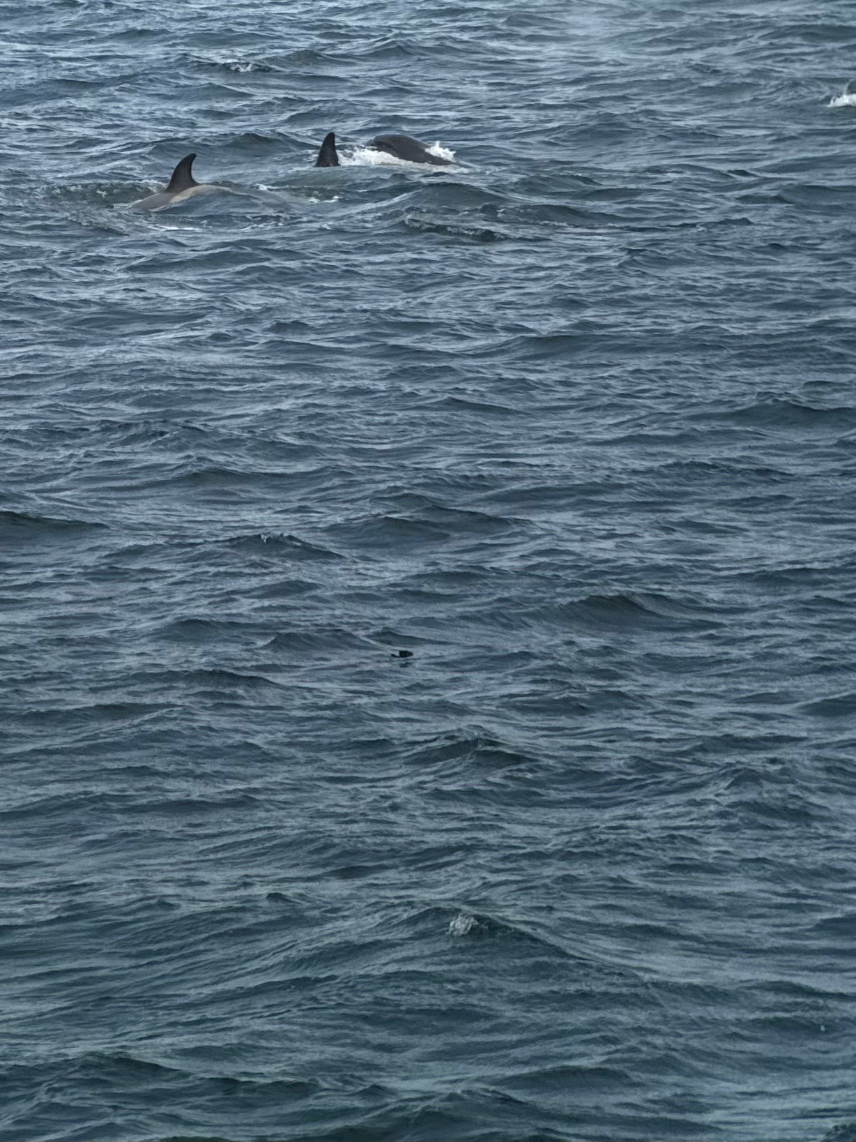 Wilson's Storm Petrel (Oceanites oceanicus), photo 10