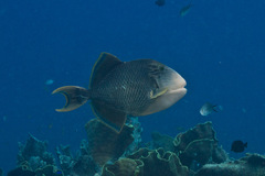 Pseudobalistes flavimarginatus