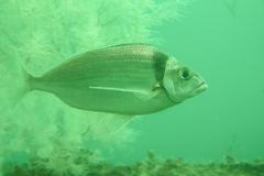 Nemadactylus macropterus