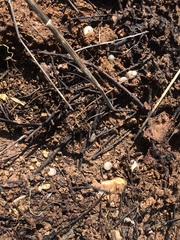 Monacha obstructa