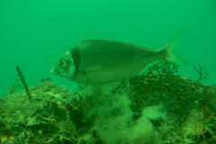 Nemadactylus macropterus