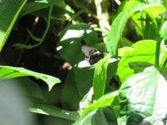 Catasticta teutila