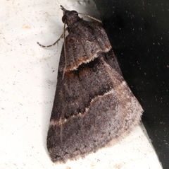 Dichromodes atrosignata