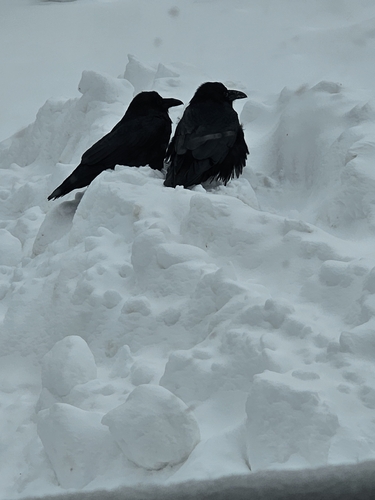 Common Raven photographed in Minnesota