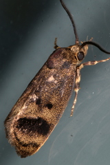 Pycnocera