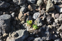 Draba pauciflora