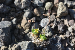 Draba pauciflora