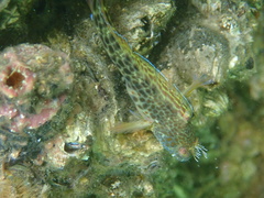 Parablennius intermedius