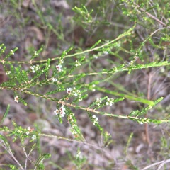 Micromyrtus sessilis