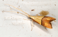 Crocanthes prasinopis