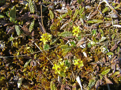 Draba pauciflora
