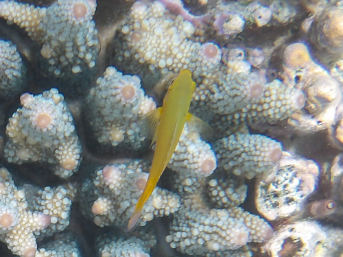 Lemon Damsel (Pomacentrus moluccensis)