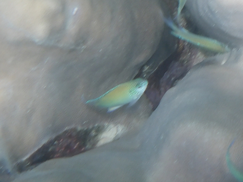 Peacock Damsel (Pomacentrus pavo)
