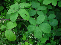 Rubus lanaticaulis