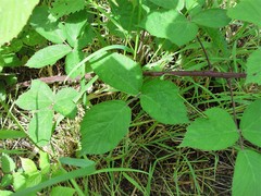 Rubus lanaticaulis