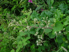 Rubus lanaticaulis