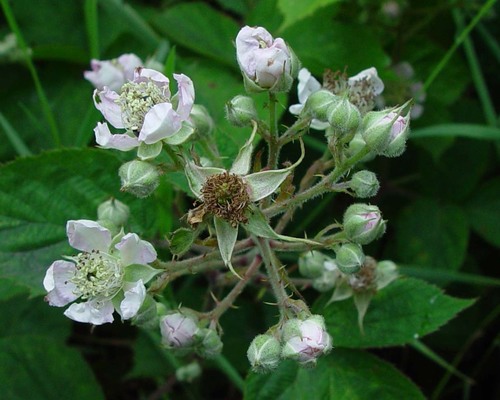 Woolly-stem Bramble (Rubus lanaticaulis)